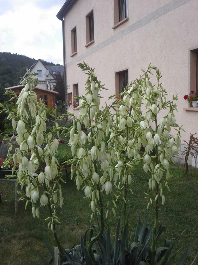 Ferienwohnung Buechsenhof Prossen Exteriör bild